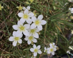 Saxifraga