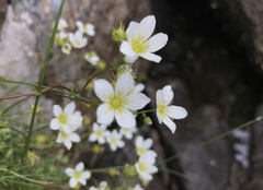 Saxifraga