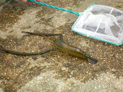 Macrobrachium formosense