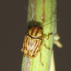 Cryptocephalus merus