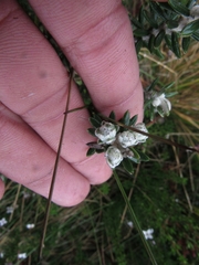 Linochilus phylicoides