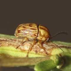 Cryptocephalus merus