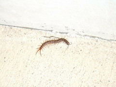 Scolopendra alternans