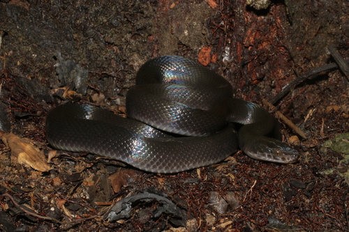 Boaedon perisilvestris