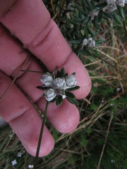 Linochilus phylicoides