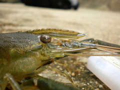 Macrobrachium formosense