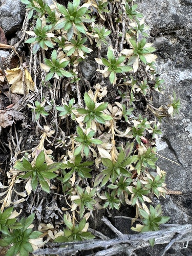 Draba burkei