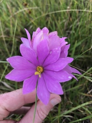 Sabatia gentianoides