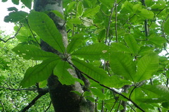 Magnolia obovata