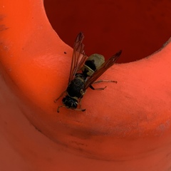 Ancistrocerus lineativentris