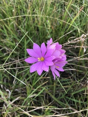 Sabatia gentianoides