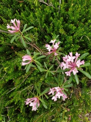 Daphne striata
