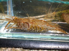 Macrobrachium nipponense