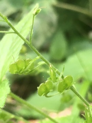 Veronica urticifolia