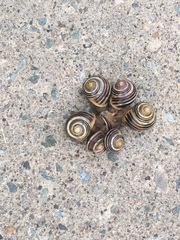Cepaea nemoralis