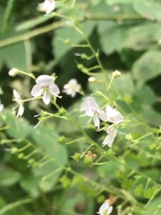 Veronica urticifolia