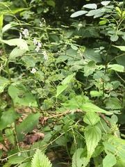 Veronica urticifolia