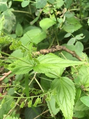 Veronica urticifolia