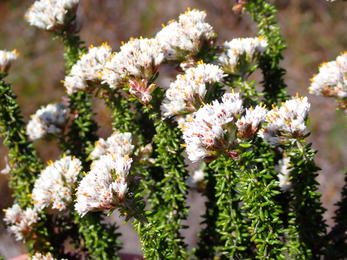 Image of Shortleaf Blombush (Metalasia brevifolia) by (c) Eugene Hahndiek, some rights reserved (CC BY-SA)