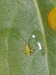 Campyloneura virgula