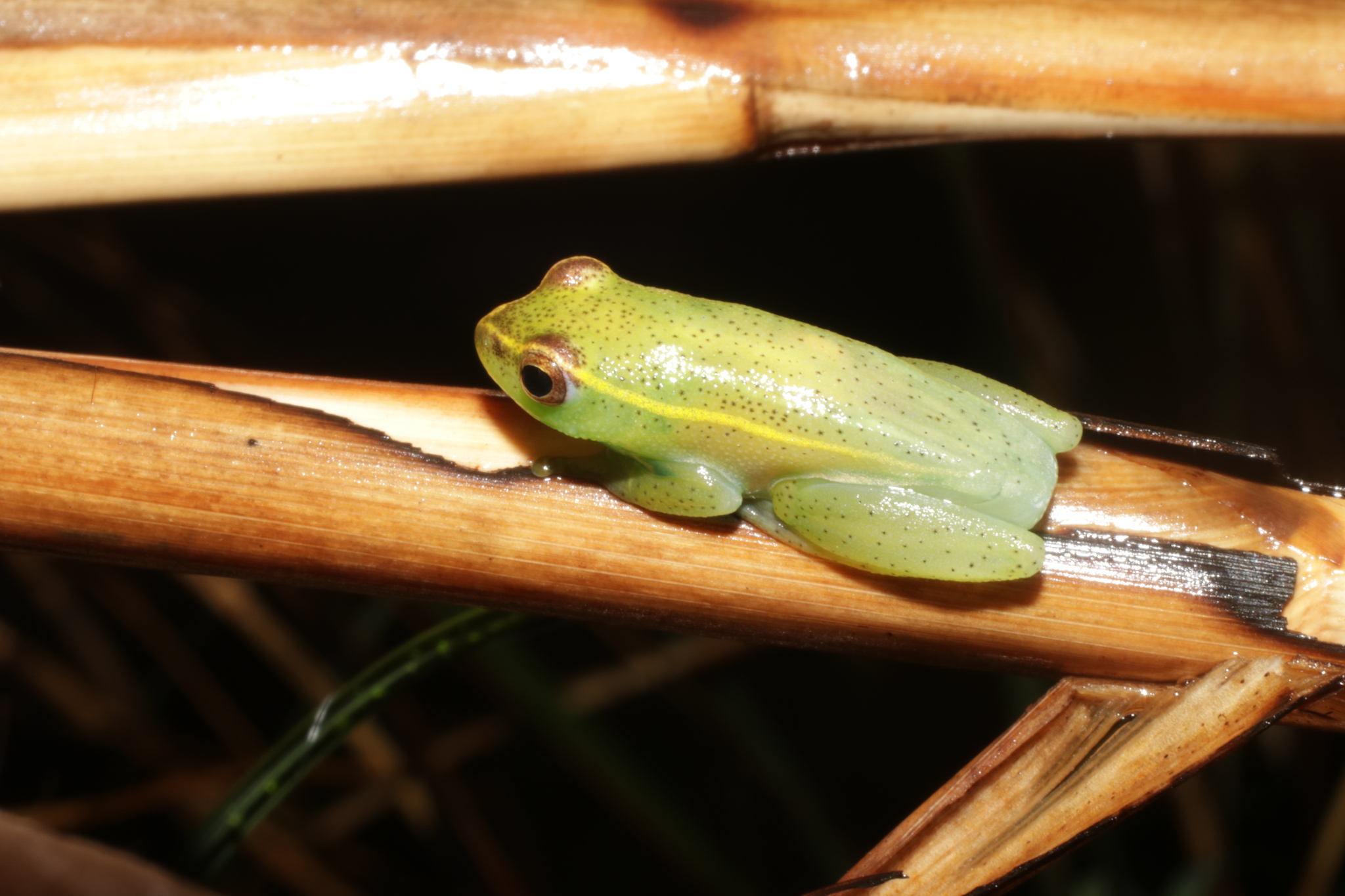 Sprinkled Long Reed Frog, Hyperolius adspersus