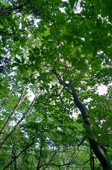 Magnolia obovata
