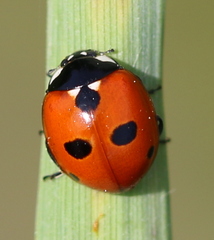 Coccinella quinquepunctata