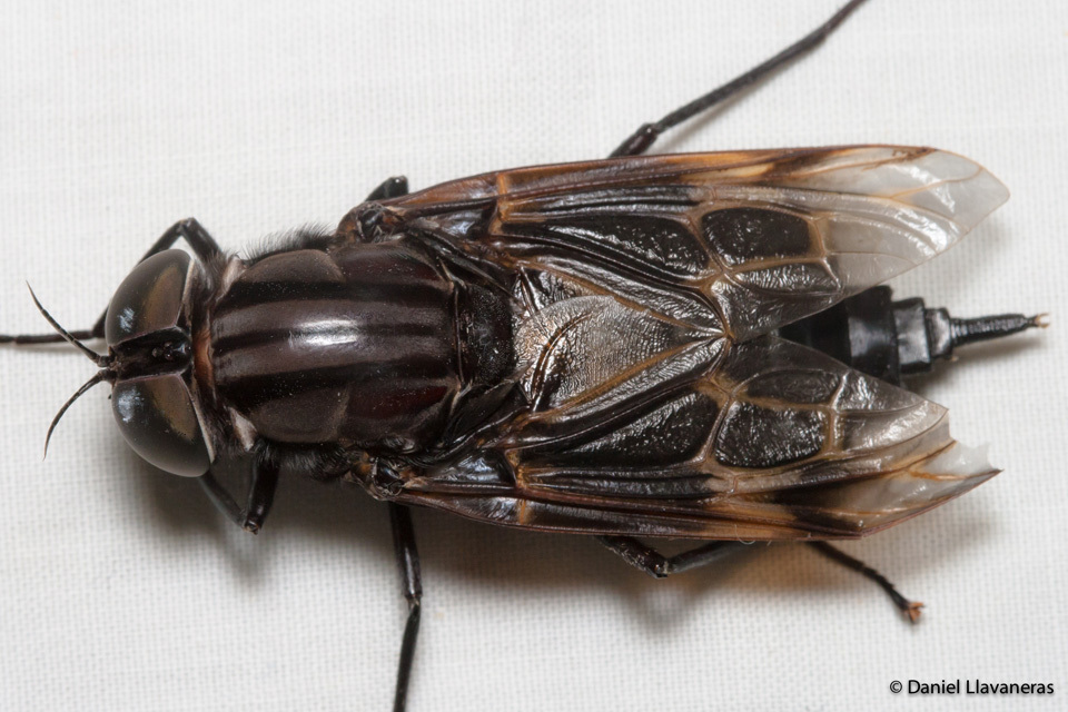Pantophthalmus bellardii