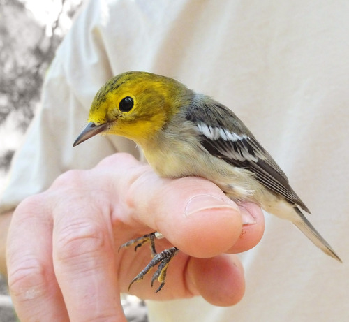 iNaturalist observation photo of Hermit Warbler