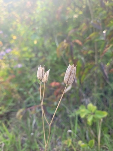 Aquilegia vulgaris
