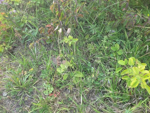 Aquilegia vulgaris