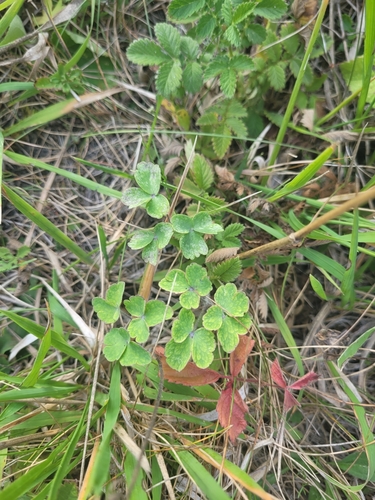 Aquilegia vulgaris