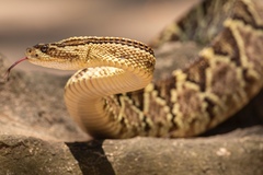 Crotalus mictlantecuhtli