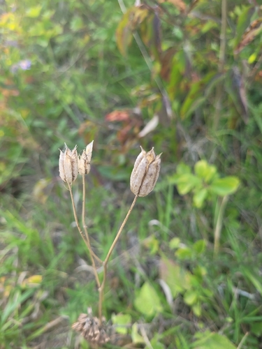 Aquilegia vulgaris