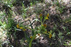 Senecio triangularis