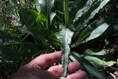 Senecio triangularis