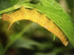 Smerinthinae