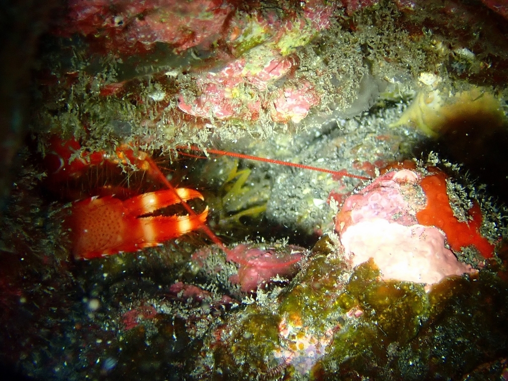 Flaming Reef Lobster
