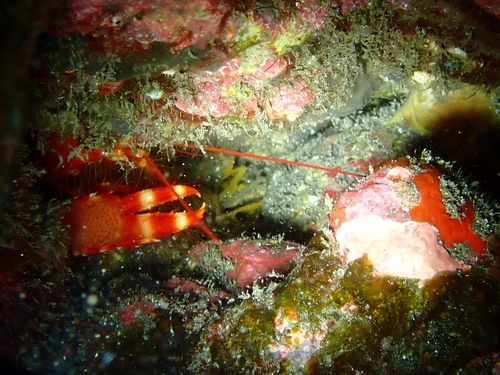 Flaming Reef Lobster