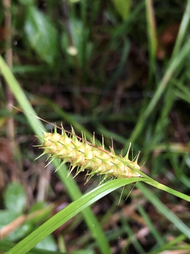 Image of Carex baileyi by (c) Lythronax246, some rights reserved (CC BY)