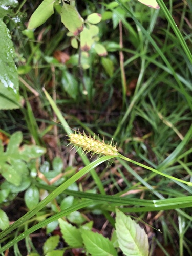 Image of Carex baileyi by (c) Lythronax246, some rights reserved (CC BY)
