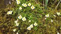 Mazus alpinus