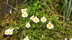 Mazus alpinus