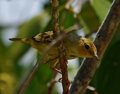 Vireo pallens