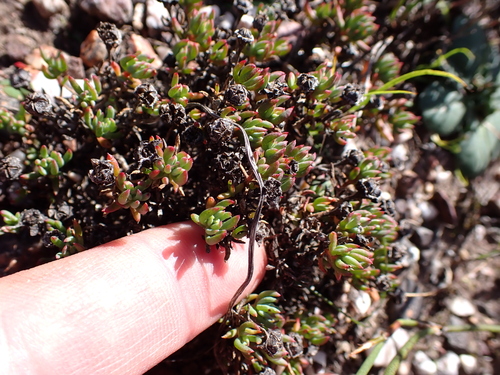 Image of Lampranthus debilis by (c) Eugene Hahndiek, some rights reserved (CC BY-SA)