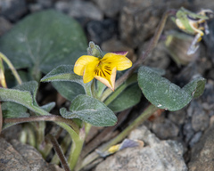 Viola purpurea