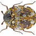 Furniture Carpet Beetle - Photo (c) Udo Schmidt, some rights reserved (CC BY-SA)