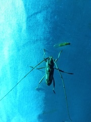 Eburia chemsaki