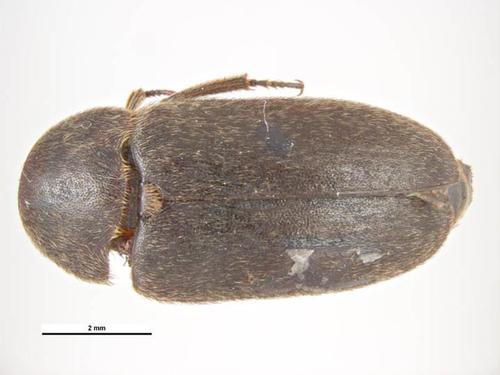 Black Larder Carpet Beetle