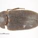 Black Larder Beetle - Photo (c) Walker, K., some rights reserved (CC BY)